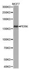 Eukaryotic Translation Initiation Factor 2 Alpha Kinase 3 antibody, abx000901, Abbexa, Western Blot image 