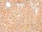 Mitochondrial Ribosome Recycling Factor antibody, NBP2-15025, Novus Biologicals, Immunohistochemistry frozen image 