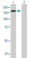 Protocadherin 10 antibody, H00057575-B01P, Novus Biologicals, Western Blot image 