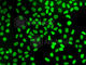Lamina-associated polypeptide 2, isoforms beta/gamma antibody, A2534, ABclonal Technology, Immunofluorescence image 