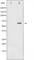 Spleen Associated Tyrosine Kinase antibody, abx011581, Abbexa, Western Blot image 