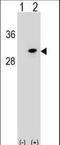 RNA polymerase II 16 kDa subunit antibody, LS-C158697, Lifespan Biosciences, Western Blot image 