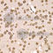 Lamin B2 antibody, A6483, ABclonal Technology, Immunohistochemistry paraffin image 