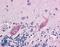 Double PHD Fingers 2 antibody, LS-B4402, Lifespan Biosciences, Immunohistochemistry frozen image 