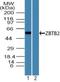 Zinc Finger And BTB Domain Containing 2 antibody, NBP2-24660, Novus Biologicals, Western Blot image 