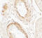 Golgin A5 antibody, 7387, ProSci, Immunohistochemistry paraffin image 