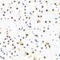 Far Upstream Element Binding Protein 1 antibody, 19-747, ProSci, Immunohistochemistry frozen image 