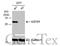 Glutathione S-Transferase Omega 1 antibody, GTX118439, GeneTex, Western Blot image 