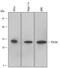 Programmed Cell Death 6 antibody, AF6015, R&D Systems, Western Blot image 