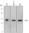 Programmed Cell Death 6 antibody, AF6015, R&D Systems, Western Blot image 