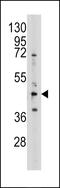 Adenosylhomocysteinase antibody, 61-462, ProSci, Western Blot image 