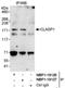 CLIP-associating protein 1 antibody, NBP1-19126, Novus Biologicals, Immunoprecipitation image 