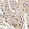 Palladin, Cytoskeletal Associated Protein antibody, NBP1-25959, Novus Biologicals, Immunohistochemistry paraffin image 