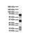 Solute Carrier Family 25 Member 12 antibody, PA5-42430, Invitrogen Antibodies, Western Blot image 