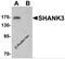 SH3 And Multiple Ankyrin Repeat Domains 3 antibody, 6835, ProSci, Western Blot image 