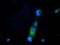 Phosphoribosyl Pyrophosphate Synthetase Associated Protein 2 antibody, GTX83790, GeneTex, Immunofluorescence image 