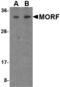 SEN1 antibody, MBS150101, MyBioSource, Western Blot image 