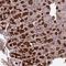 SEH1 Like Nucleoporin antibody, HPA039964, Atlas Antibodies, Immunohistochemistry paraffin image 