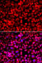 Anillin Actin Binding Protein antibody, 22-286, ProSci, Immunofluorescence image 