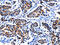 Insulin Like Growth Factor 2 MRNA Binding Protein 2 antibody, CSB-PA908724, Cusabio, Immunohistochemistry frozen image 