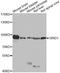 Glutamate Ionotropic Receptor Delta Type Subunit 1 antibody, A8011, ABclonal Technology, Western Blot image 