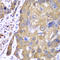 Peroxiredoxin 1 antibody, LS-C331721, Lifespan Biosciences, Immunohistochemistry frozen image 
