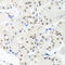 Non-histone chromosomal protein HMG-14 antibody, A03051-1, Boster Biological Technology, Immunohistochemistry frozen image 