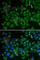 Sphingomyelin Phosphodiesterase 1 antibody, A6743, ABclonal Technology, Immunofluorescence image 