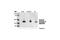 Caspase 6 antibody, 9761S, Cell Signaling Technology, Western Blot image 