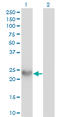 Small Proline Rich Protein 3 antibody, LS-B6151, Lifespan Biosciences, Western Blot image 