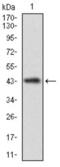 Calmegin antibody, abx015826, Abbexa, Western Blot image 