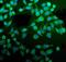 Protein Disulfide Isomerase Family A Member 5 antibody, A09898, Boster Biological Technology, Immunofluorescence image 