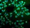 Protein Disulfide Isomerase Family A Member 5 antibody, A09898, Boster Biological Technology, Immunofluorescence image 