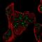 Proline Rich Nuclear Receptor Coactivator 1 antibody, NBP2-56540, Novus Biologicals, Immunocytochemistry image 