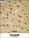 Dipeptidyl Peptidase Like 10 antibody, 63-738, ProSci, Immunohistochemistry paraffin image 