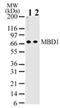 Methyl-CpG Binding Domain Protein 1 antibody, NB100-56537, Novus Biologicals, Western Blot image 