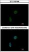 CDKN1A Interacting Zinc Finger Protein 1 antibody, GTX102144, GeneTex, Immunocytochemistry image 