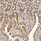 Neogenin 1 antibody, NBP1-89653, Novus Biologicals, Immunohistochemistry frozen image 