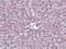 Interleukin 1 Receptor Associated Kinase 1 antibody, LS-C144494, Lifespan Biosciences, Immunohistochemistry paraffin image 