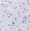 Thymic Stromal Lymphopoietin antibody, PA5-20319, Invitrogen Antibodies, Immunohistochemistry frozen image 