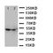 FOXP3 antibody, LS-C312735, Lifespan Biosciences, Western Blot image 