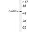 Calcium/Calmodulin Dependent Protein Kinase II Alpha antibody, LS-C178163, Lifespan Biosciences, Western Blot image 
