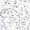 M31 antibody, 18-587, ProSci, Immunohistochemistry frozen image 