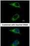 Caspase Recruitment Domain Family Member 6 antibody, PA5-29273, Invitrogen Antibodies, Immunofluorescence image 