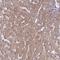 Reticulocalbin 3 antibody, HPA043134, Atlas Antibodies, Immunohistochemistry paraffin image 