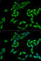Pleckstrin Homology Like Domain Family A Member 2 antibody, 22-077, ProSci, Immunofluorescence image 