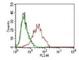 Estrogen Receptor 1 antibody, V7061SAF-100UG, NSJ Bioreagents, Immunohistochemistry frozen image 