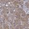 Myotubularin Related Protein 8 antibody, NBP2-46775, Novus Biologicals, Immunohistochemistry frozen image 