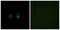 Olfactory Receptor Family 2 Subfamily AK Member 2 antibody, GTX87157, GeneTex, Immunofluorescence image 