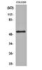 Potassium Voltage-Gated Channel Modifier Subfamily G Member 2 antibody, orb161534, Biorbyt, Western Blot image 